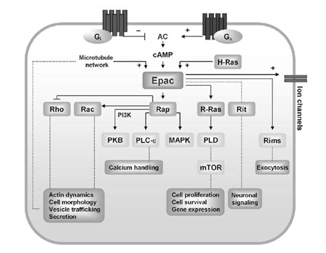 Epac Effectors And Biological Functions A Schematic Representation