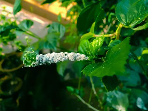 Mealybugs on houseplants » How to fight the pests