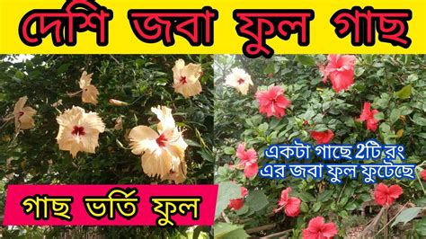 গাছ ভর্তি ফুল দেশি জবা ফুল গাছ🌺একটা দেশি জবা ফুল গাছে দুই রং এর ফুল