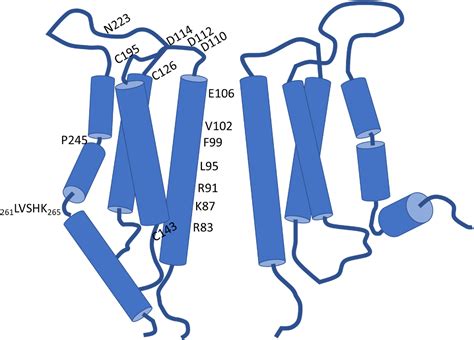 Figure 1 From Highlighting The Multifaceted Role Of Orai1 N Terminal