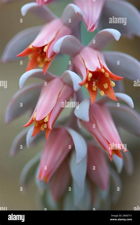 Painted Lady Echeveria Rubromarginata Stock Photo Alamy