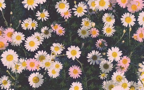 Tumblr Flowers Wallpapers - Wallpaper Cave