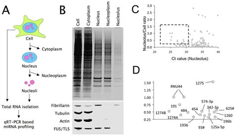 Detection Of Mature MiRNAs In The HeLa Nucleolus A Nucleoli Of HeLa