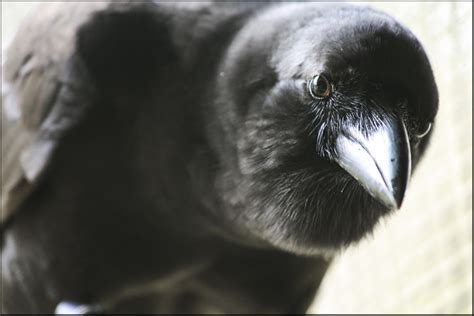 The ‘alala Native Hawaiian Crow Moe Hot Glass