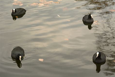 Eurasian Coots Copyright Free Photo By M Vorel LibreShot