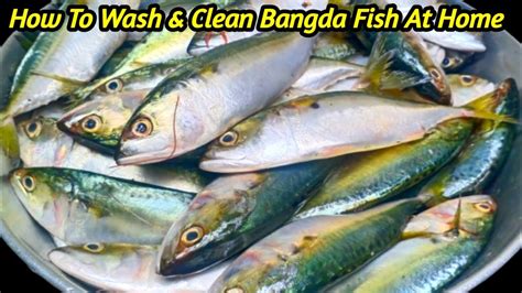 How To Cut And Clean Bangda Fish At Home Machi Ko Saaf Karne Ka Tarika