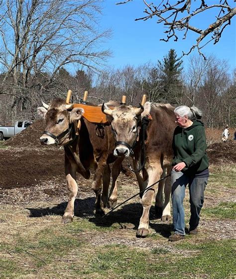 working oxen demo fabric  life