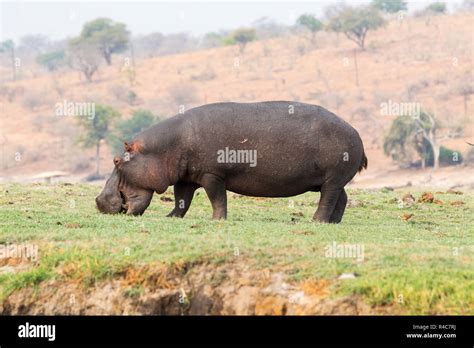 Hippo tail hippopotamus hi-res stock photography and images - Alamy