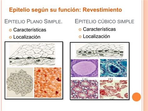 Tejido Epitelial PPT