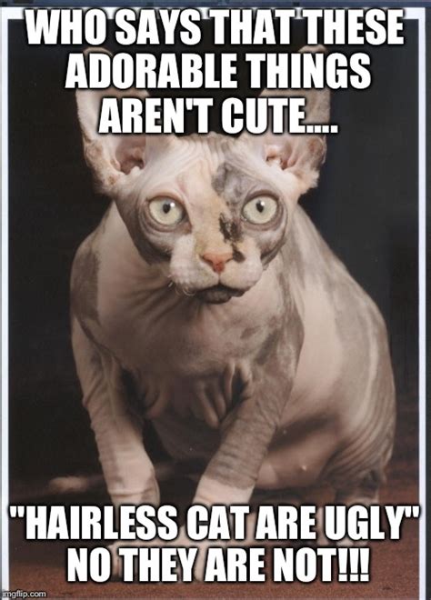 Image Tagged In Hairless Cat Imgflip