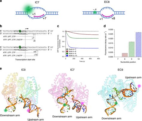 The Transcription Initiation Bubble Collapses Upon Transition To Download Scientific Diagram