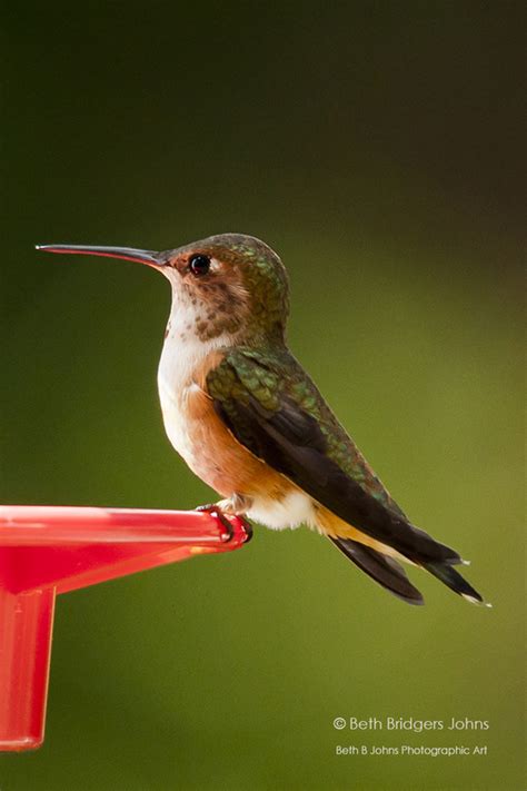 9 Hummingbirds Swifts And Trogons Beths Avian Archives