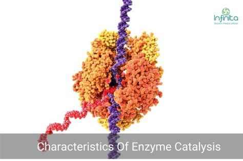 Characteristics Of Enzyme Catalysis Infinita Biotech