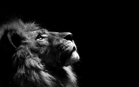 Lion Wallpapers - Wallpaper Cave