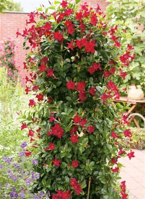 Mandevilla Hybrida Sun Parasol Classic Dark Red Wholesale Nursery