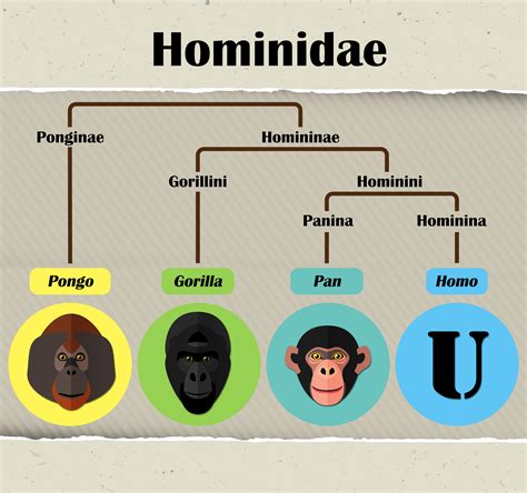 Onemancrew Hominidae Behavior