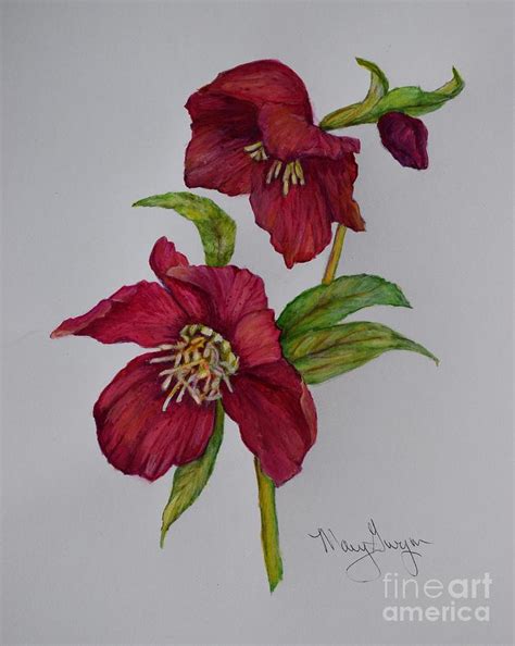 Hellebores Painting By Mary Gwyn Bowen Fine Art America
