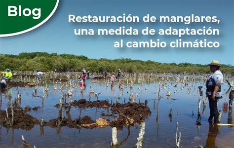 Restauración De Manglares Una Medida De Adaptación Al Cambio Climático Comisión Nacional De