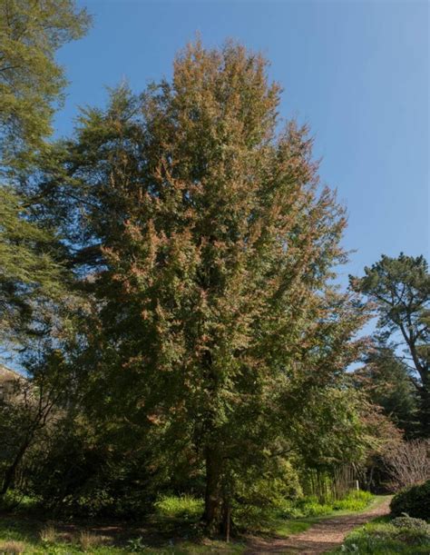 Nothofagus Fusca New Zealand Red Beech Red Beech Southern Beech