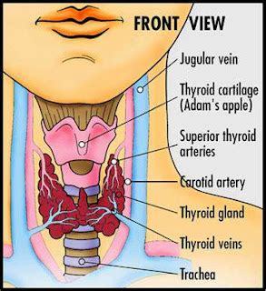 Thyroid Medicine Side Effects | Side Effect of