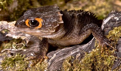 Red-eyed crocodile skink - Australian Geographic