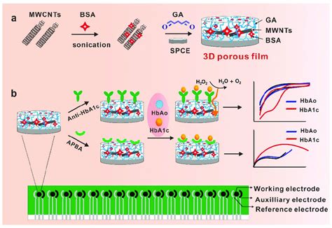 Scheme 1 A Schematic Illustration Of The Bovine Serum Albumin And