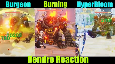 Dendro Elemental Reaction Burning Hyperbloom Burgeon Genshin