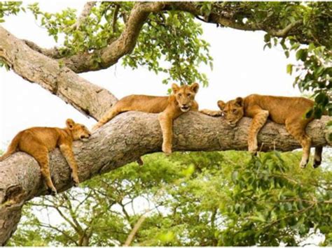 Queen Elizabeth National Park - Southern Sky Adventures