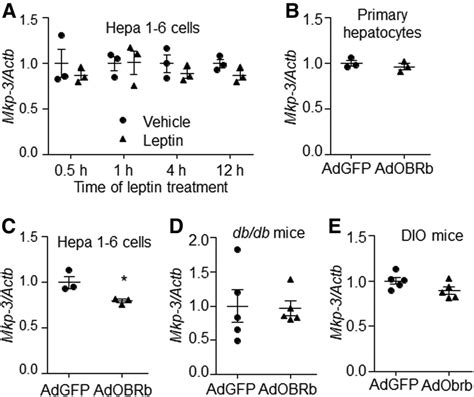 Mrna Levels Of Mkp In Hepatocytes And Mouse Livers A Hepa