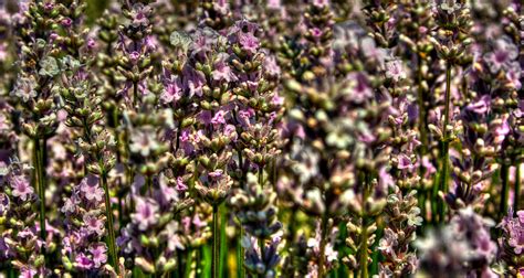 Pink Lavender Field Photograph by David Patterson - Fine Art America