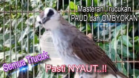 Masteran Burung Ini Bikin Trucukan Paud Dan Ombyokan Pandai Berkicau