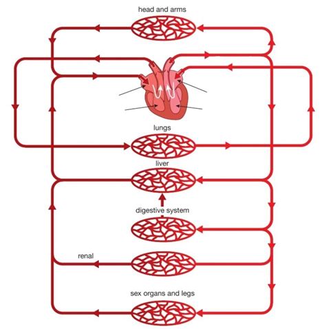 iGCSE Biology Diagrams - Circulatory system blood vessels Diagram | Quizlet