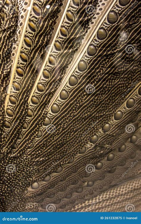 Great Argus Feathers Pattern Beautiful Background Stock Image - Image ...