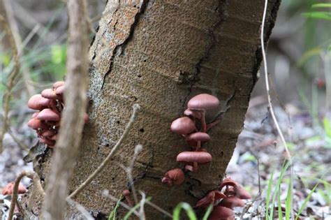 Mushrooms On A Tree At Gull Rock Albany Western Australia Photo By