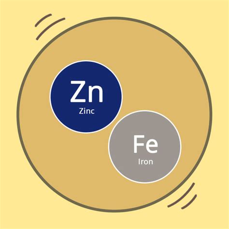 Zinc And Iron Deficiency Zinc Ca