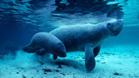 West Indian Manatees In The Crystal River Florida Usa Bing Gallery