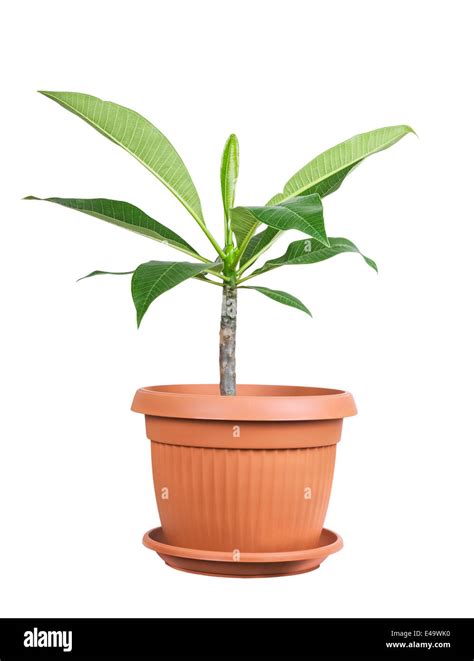 House Plant Hi Res Stock Photography And Images Alamy