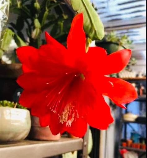 SALE Red Orchid Cactus Epiphyllum Leaf Disocactus Etsy