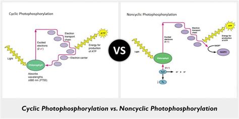 What is photophosphorylation ? Distinguish between toppr.com