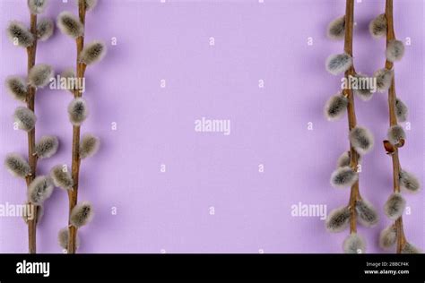 Frame Made From Pussy Willow Branches Copy Space From Top View Glamorous Purple Background