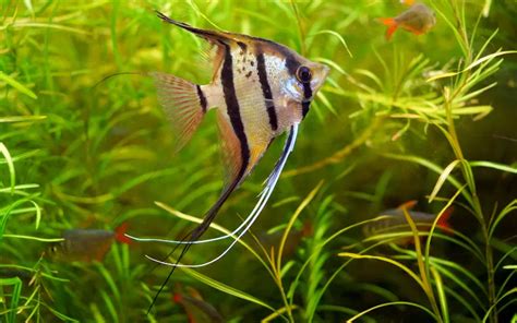 Emperor Tetra Care Complete Guide For Beginners AquariumNexus