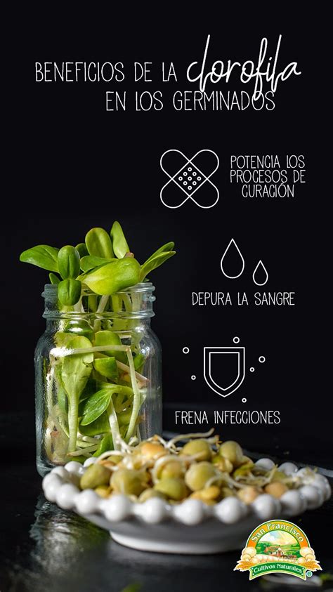 Alimentos Germinados Beneficios Y Propiedades Artofit