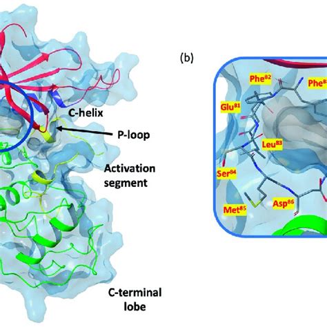 A X Ray Structure Of The Inactive Monomer Of Cdk Pdb Code Gu