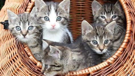 5 Tips Merawat Kucing Peliharaan Agar Tetap Sehat Dan Terhindar Dari