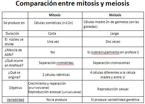 Cuadros Comparativos De Mitosis Y Meiosis Cuadro Comparativo