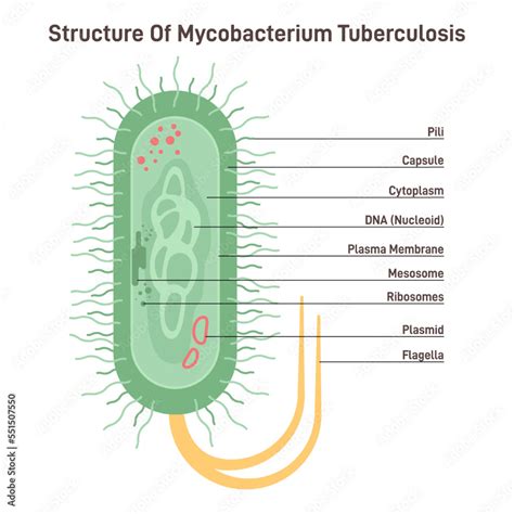 Mycobacterium Tuberculosis Bacteria Causative Agent Of Tuberculosis