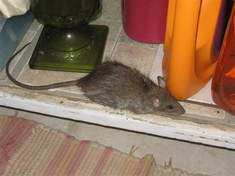 Rat in House - What do Do - How to Get Rats Out of Your House