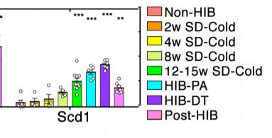 Torpor, Sloth and Gluttony: SCD1 CAUSES Humans to Store Fat - Fire In A Bottle