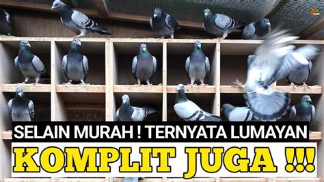 Review Harga Terkini Aneka Jenis Merpati Di Pasar Burung Pramuka Kios