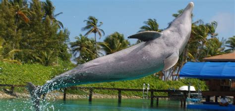 Blue Lagoon Swim With The Dolphins Bahamas Tour Center